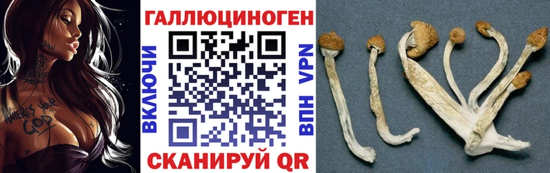 Галлюциногенные грибы Psilocybine cubensis  Волжск 